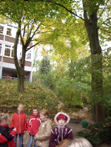 Herbstbäume auf dem Schulhof